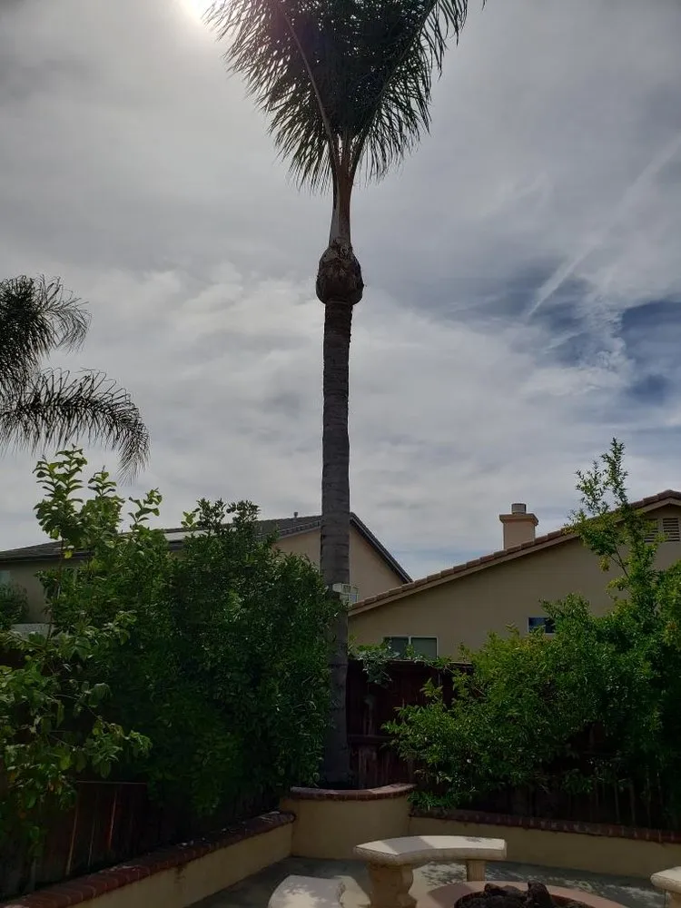 Professional residential landscaping in Riverside, CA by Ballinas Tree and Landscaping Service