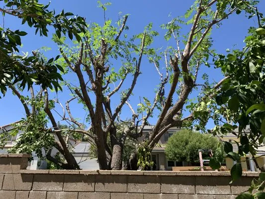 Ballinas Tree and Landscaping Service Logo