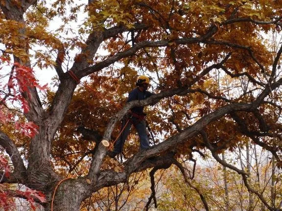 Expert landscape installation experts serving Marine on St Croix, MN - Balsam Tree & Shrub Care