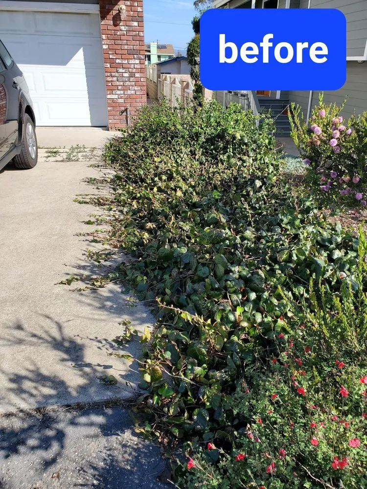 Affordable yard cleanup service near you in Baywood-Los Osos, CA by Baltazar ruiz gardening