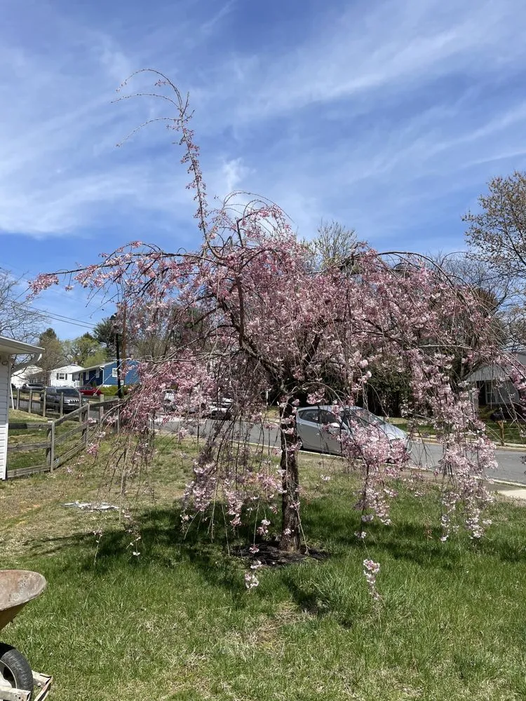 Professional yard cleanup service experts serving Halethorpe, MD - Baltimore Highlands Lawn Boy