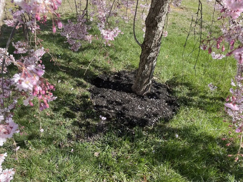 Trusted lawn mowing service in Halethorpe, MD - Baltimore Highlands Lawn Boy