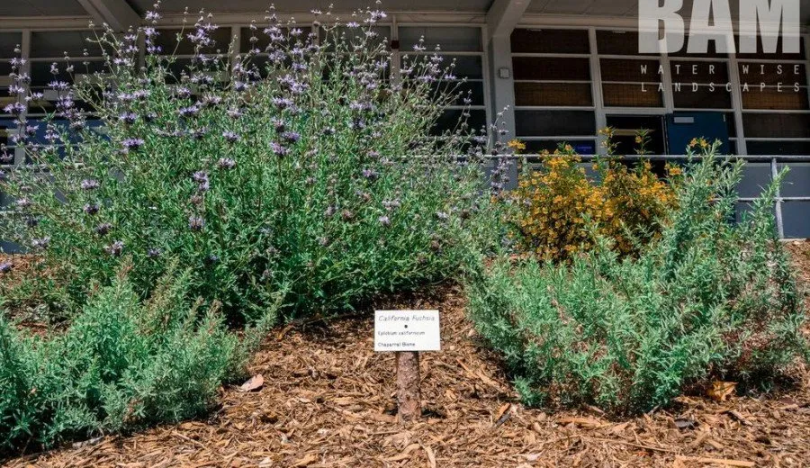 Trusted garden landscaping with custom design across Cucamonga, CA - BAM Landscape