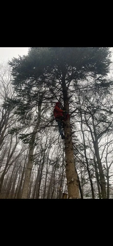 Professional lawn care service for outdoor upgrades across White Oak, PA - Bam Landscaping