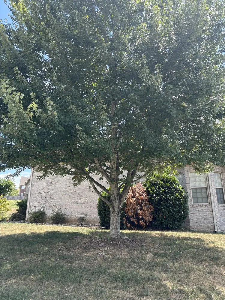 Reliable lawn care service experts serving Farragut, TN - BAM Solutions