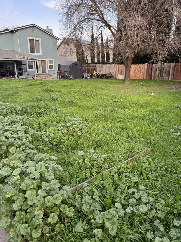 Reliable landscaping services in Vacaville, CA by Bama Cali Landscaping