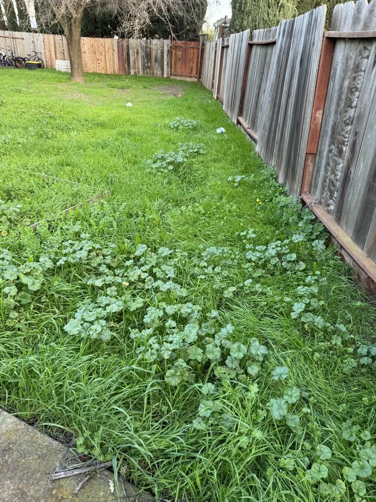 Professional residential landscaping in Vacaville, CA - Bama Cali Landscaping