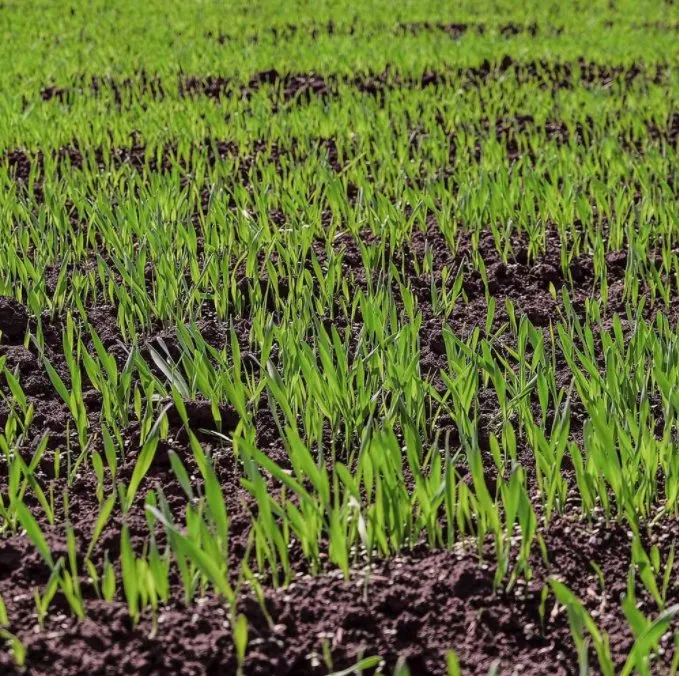 Local landscape design in Ennis, TX by Bama's Landscaping