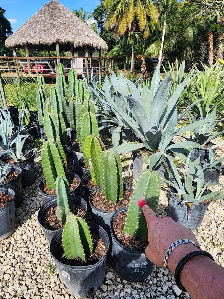 Reliable outdoor landscaping in Davie, FL - Bamboo And Orchid Gardens