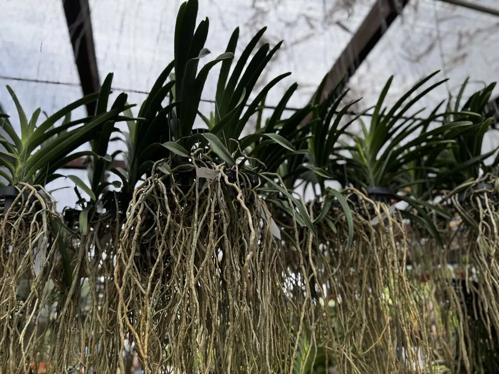 Professional landscaping services near you in Davie, FL by Bamboo And Orchid Gardens