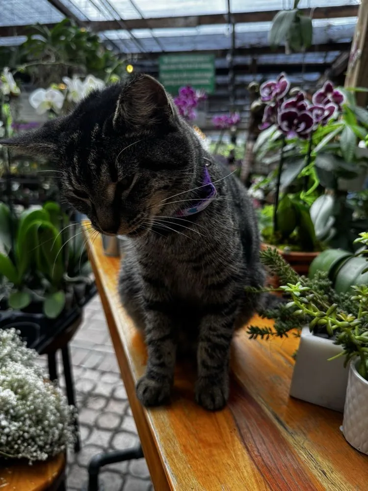 Top-rated landscape installation in Davie, FL by Bamboo And Orchid Gardens