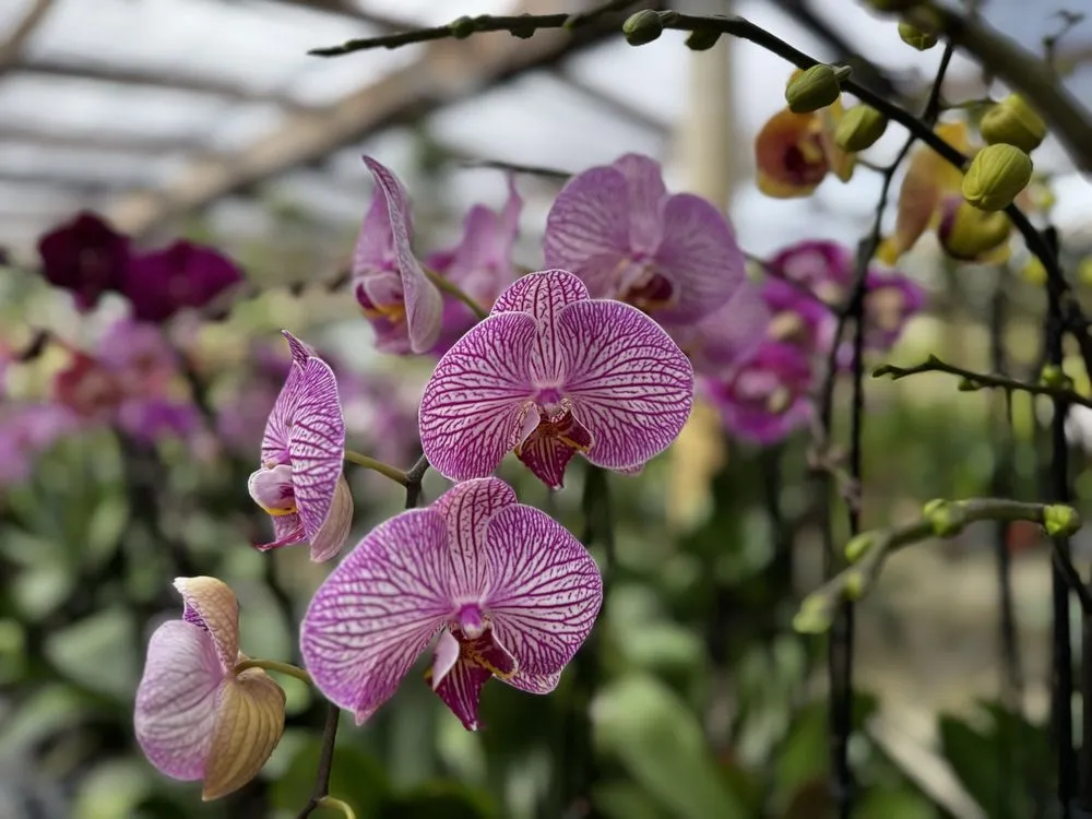 Top-rated landscape design for beautiful yards in Davie, FL by Bamboo And Orchid Gardens