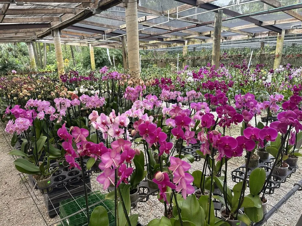 Trusted lawn care service in Davie, FL - Bamboo And Orchid Gardens