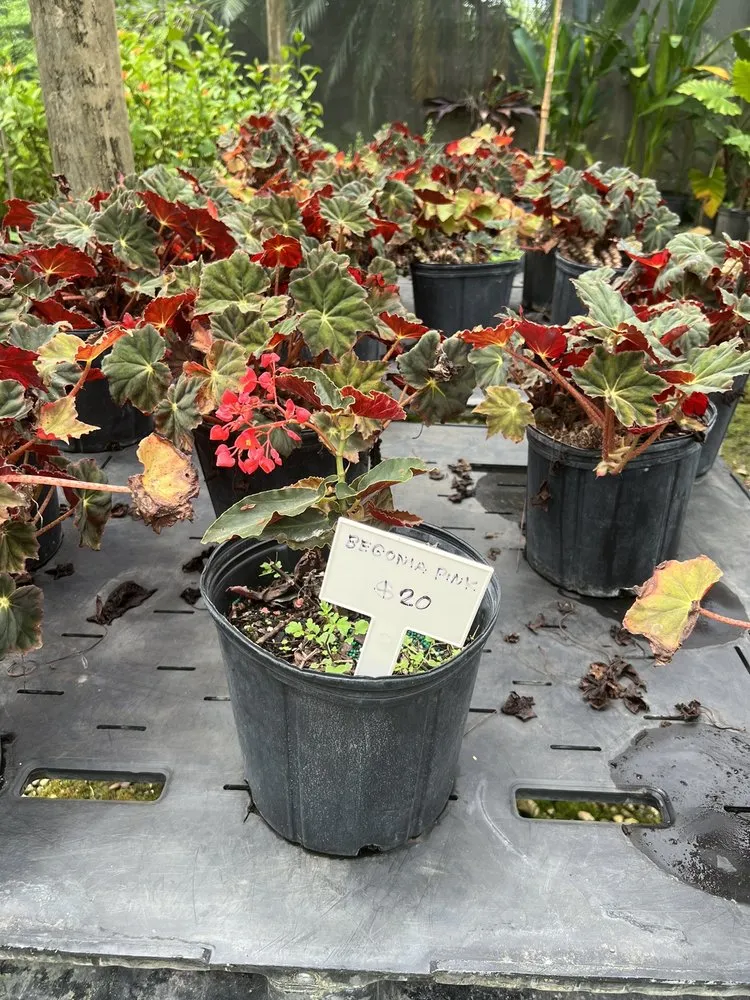 Custom yard cleanup service experts serving Davie, FL - Bamboo And Orchid Gardens