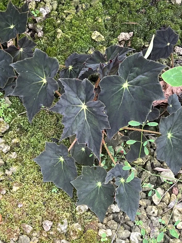 Top-rated outdoor landscaping in Davie, FL by Bamboo And Orchid Gardens