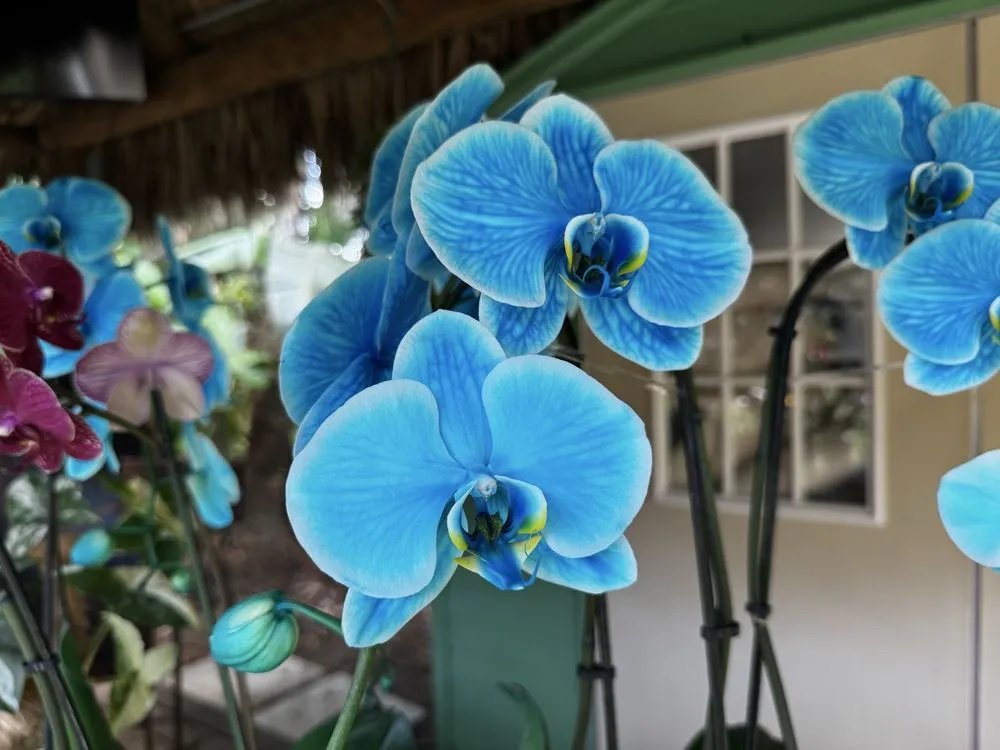 Local yard cleanup service experts serving Davie, FL - Bamboo And Orchid Gardens