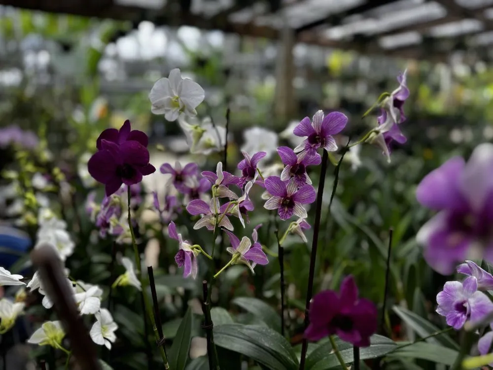 Expert garden landscaping for outdoor upgrades in Davie, FL by Bamboo And Orchid Gardens