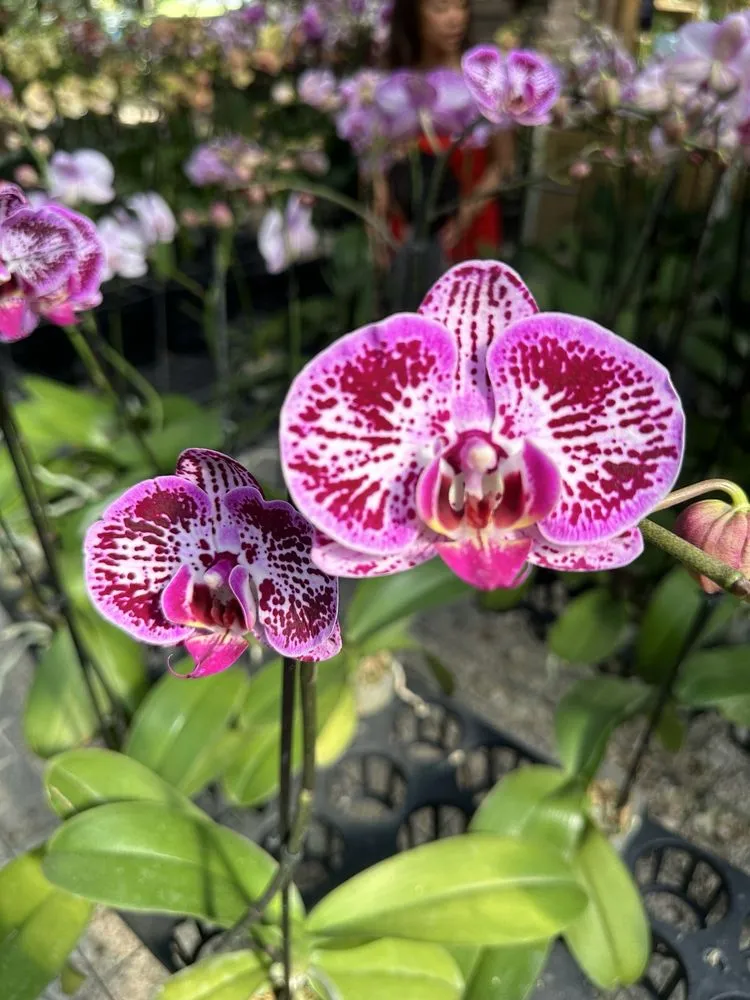 Custom yard maintenance for outdoor upgrades in Davie, FL by Bamboo And Orchid Gardens