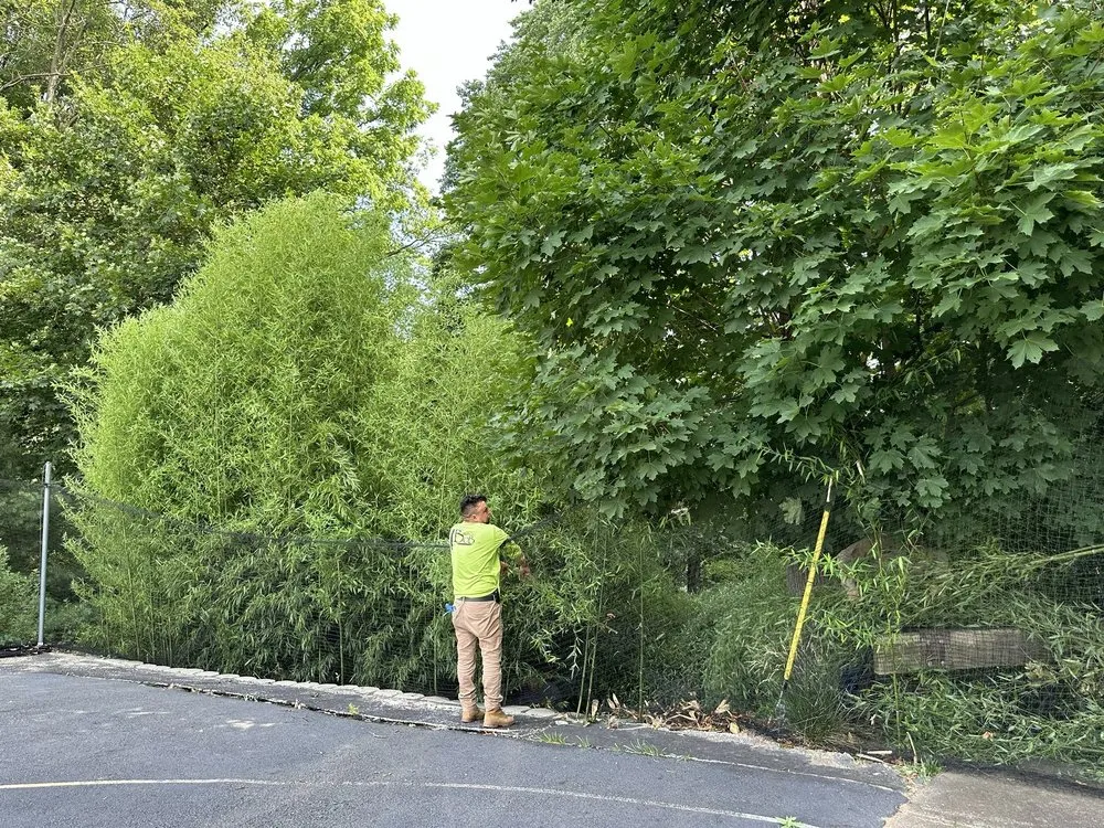 Top-rated yard cleanup service in Whippany, NJ - Bamboo Bob