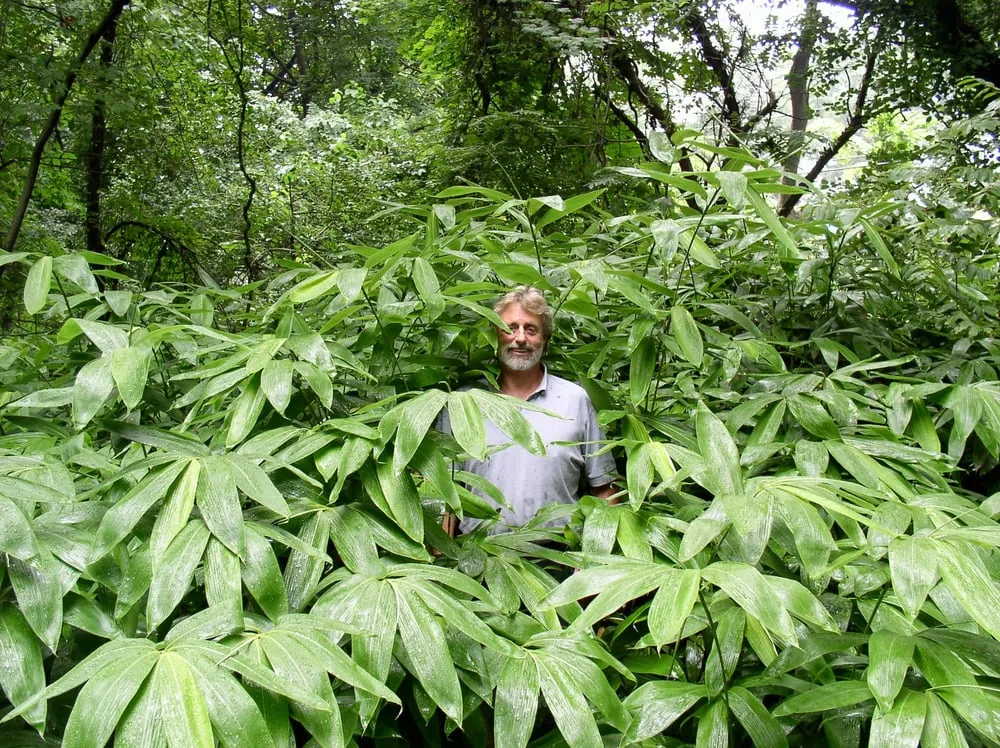 Expert landscaping services in Whippany, NJ by Bamboo Bob