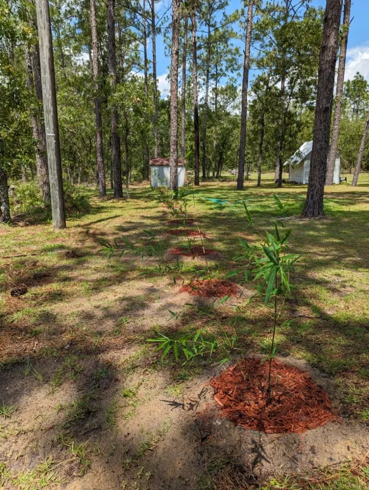 Reliable garden landscaping experts serving Ocala, FL - Bamboo Express