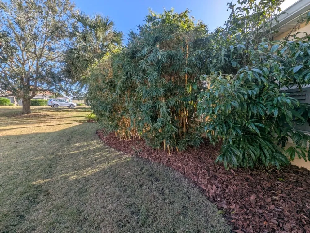 Local yard cleanup service experts serving Ocala, FL - Bamboo Express