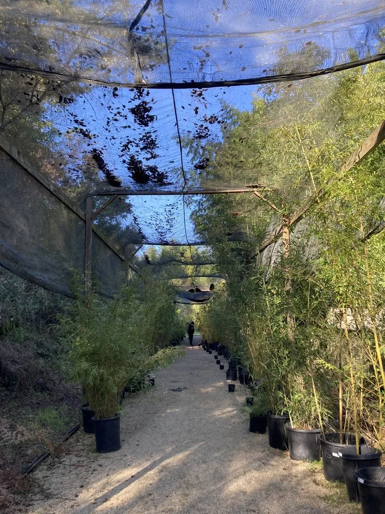 Professional yard cleanup service near you in Aptos, CA by Bamboo Giant Nursery and Gardens