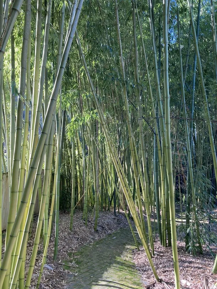 Top-rated yard cleanup service experts serving Aptos, CA - Bamboo Giant Nursery and Gardens