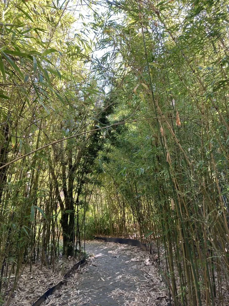 Professional landscape design near you across Aptos, CA - Bamboo Giant Nursery and Gardens