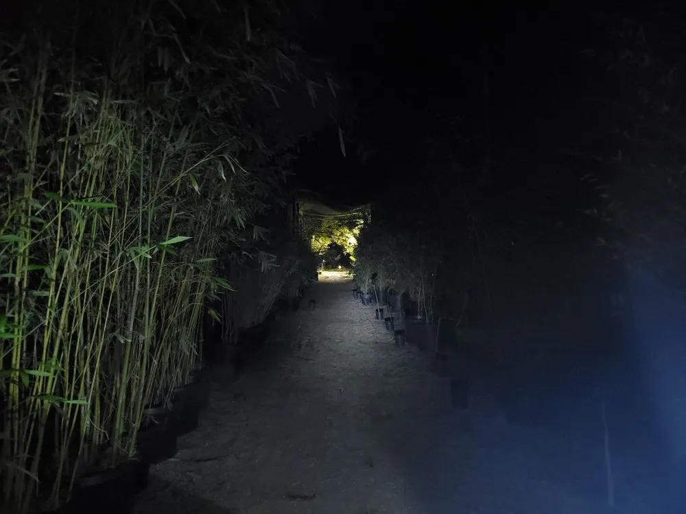 Professional yard maintenance in Aptos, CA - Bamboo Giant Nursery and Gardens