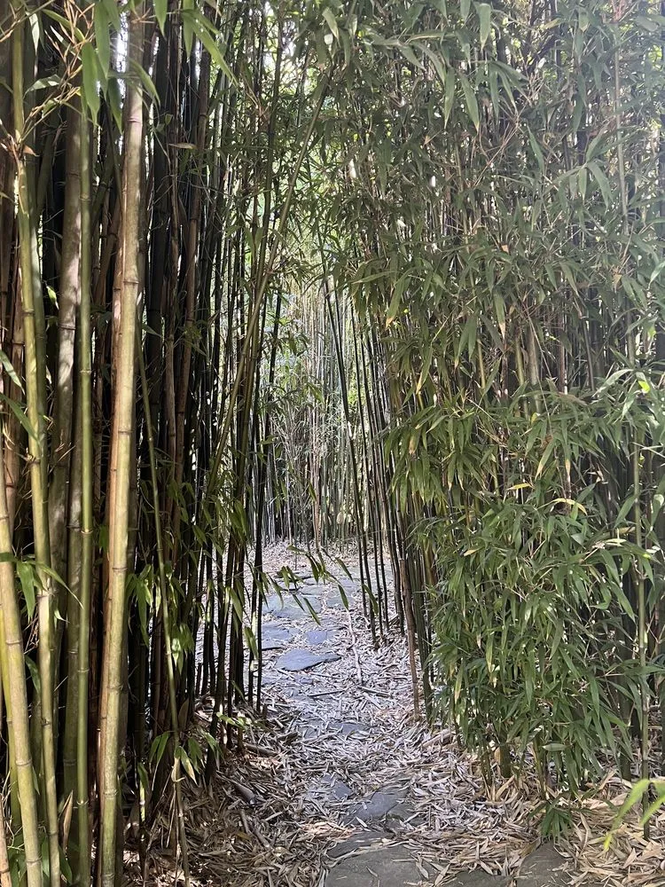 Local yard maintenance with custom design in Aptos, CA by Bamboo Giant Nursery and Gardens