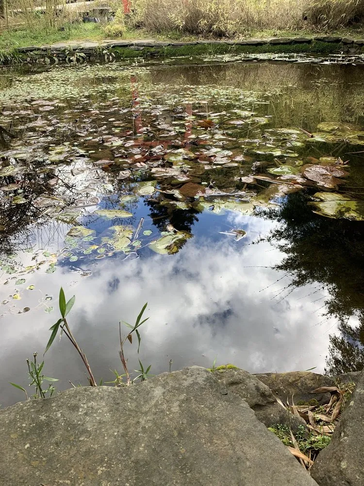 Local lawn care service in Aptos, CA by Bamboo Giant Nursery and Gardens