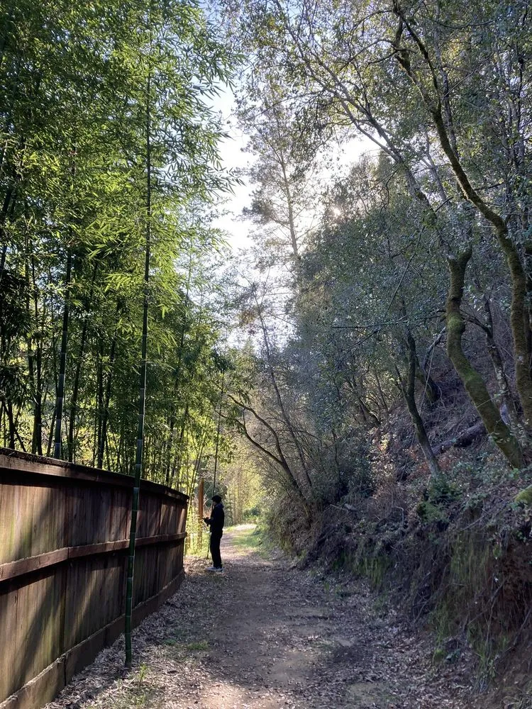 Reliable yard maintenance for outdoor upgrades across Aptos, CA - Bamboo Giant Nursery and Gardens
