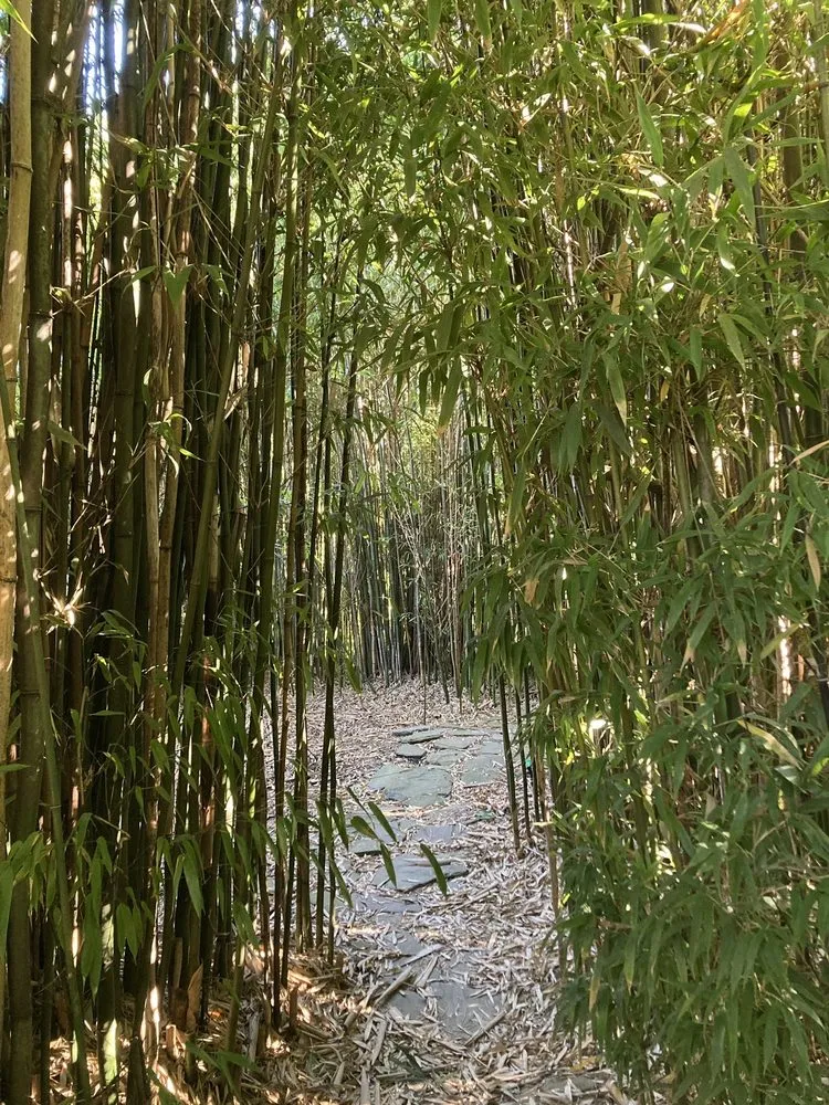 Trusted outdoor landscaping experts serving Aptos, CA - Bamboo Giant Nursery and Gardens