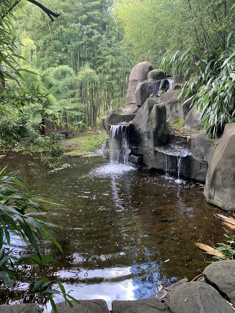Professional yard cleanup service for outdoor upgrades across Aptos, CA - Bamboo Giant Nursery and Gardens