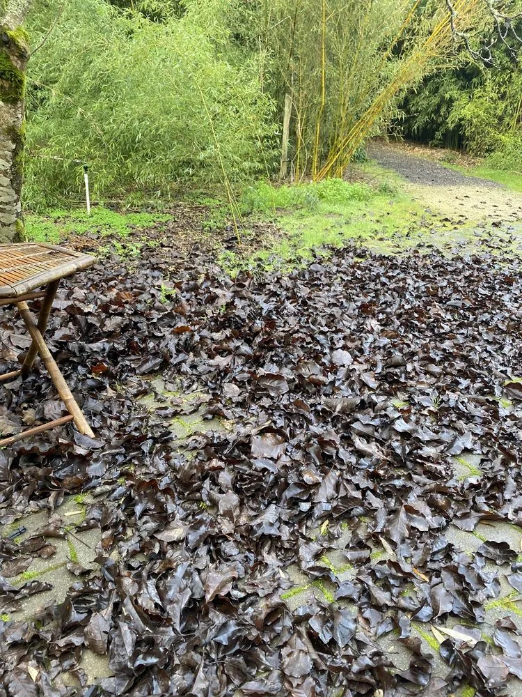 Trusted lawn mowing service experts serving Aptos, CA - Bamboo Giant Nursery and Gardens