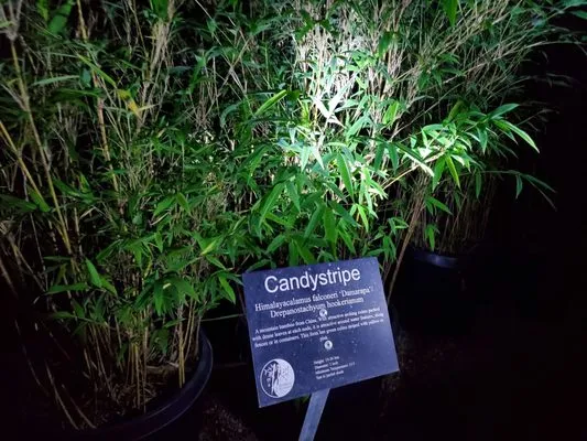 Bamboo Giant Nursery and Gardens