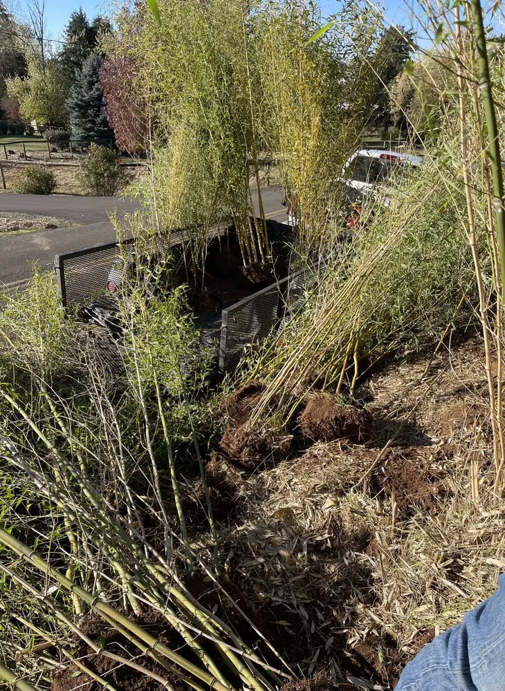 Top-rated outdoor landscaping for year-round maintenance across Hillsboro, OR - Bamboo Paradise Landscape Nursery