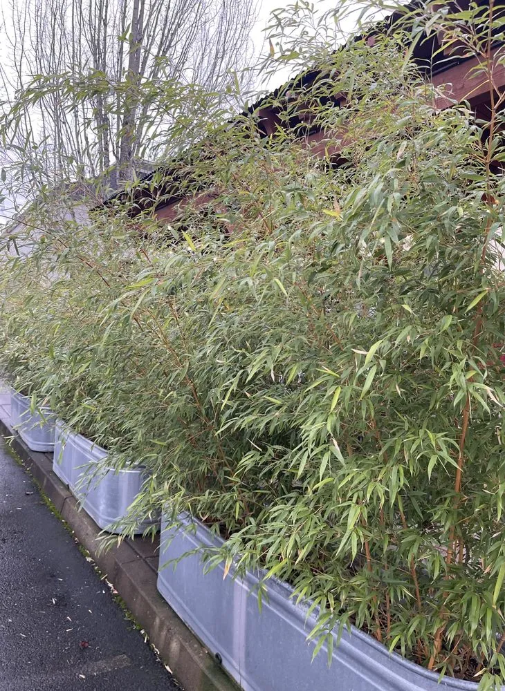 Trusted lawn mowing service in Hillsboro, OR - Bamboo Paradise Landscape Nursery