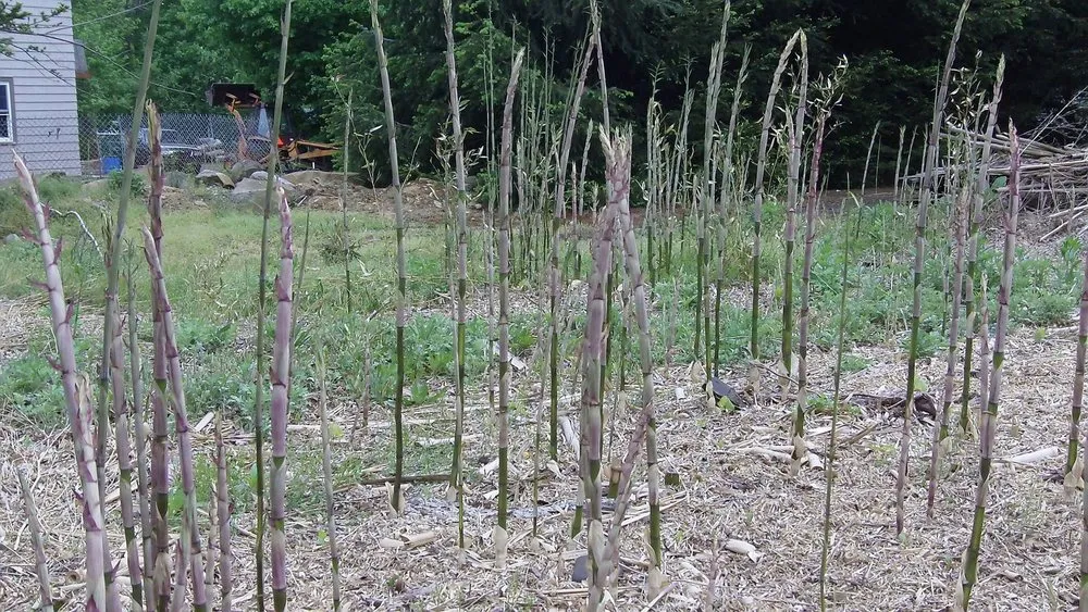 Affordable landscape design in Greenlawn, NY - Bamboo Removal