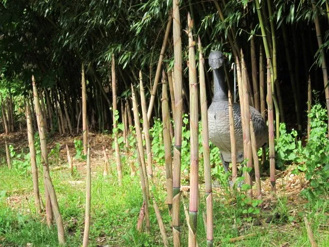 Local lawn mowing service in Greenlawn, NY by Bamboo Removal