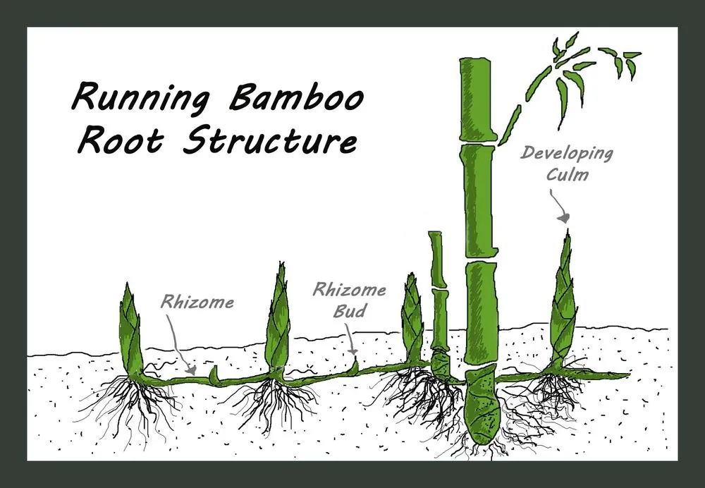 Expert garden landscaping in Greenlawn, NY - Bamboo Removal