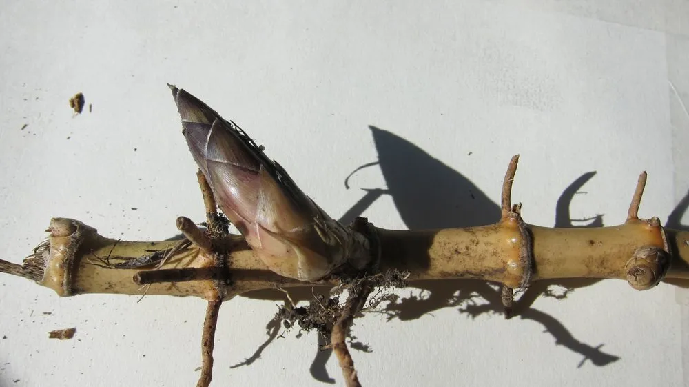 Reliable yard maintenance in Greenlawn, NY - Bamboo Removal