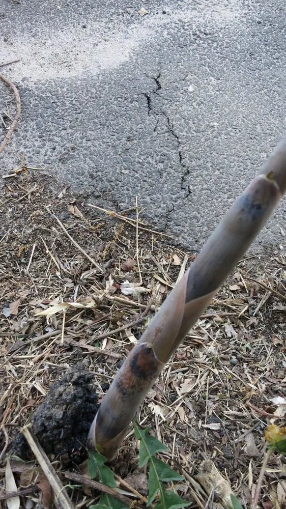 Professional landscaping services in Greenlawn, NY by Bamboo Removal