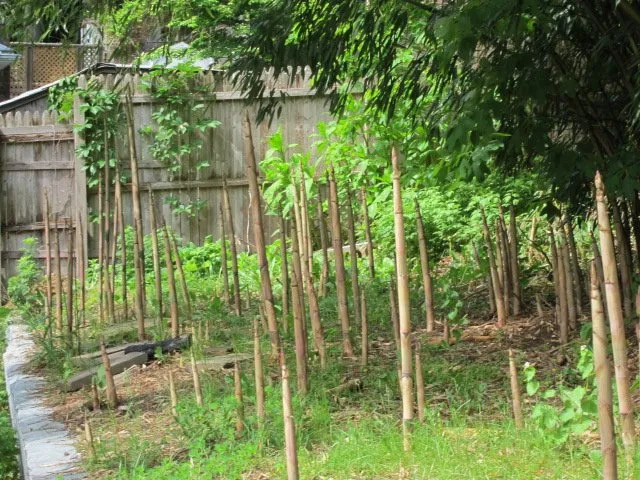 Top-rated yard cleanup service experts serving Greenlawn, NY - Bamboo Removal