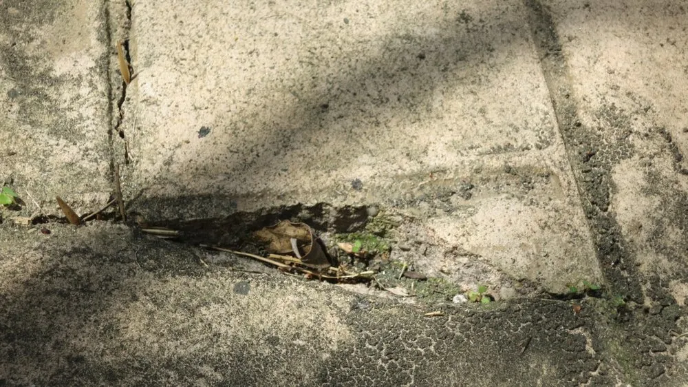 Custom landscape design with custom design in Greenlawn, NY by Bamboo Removal