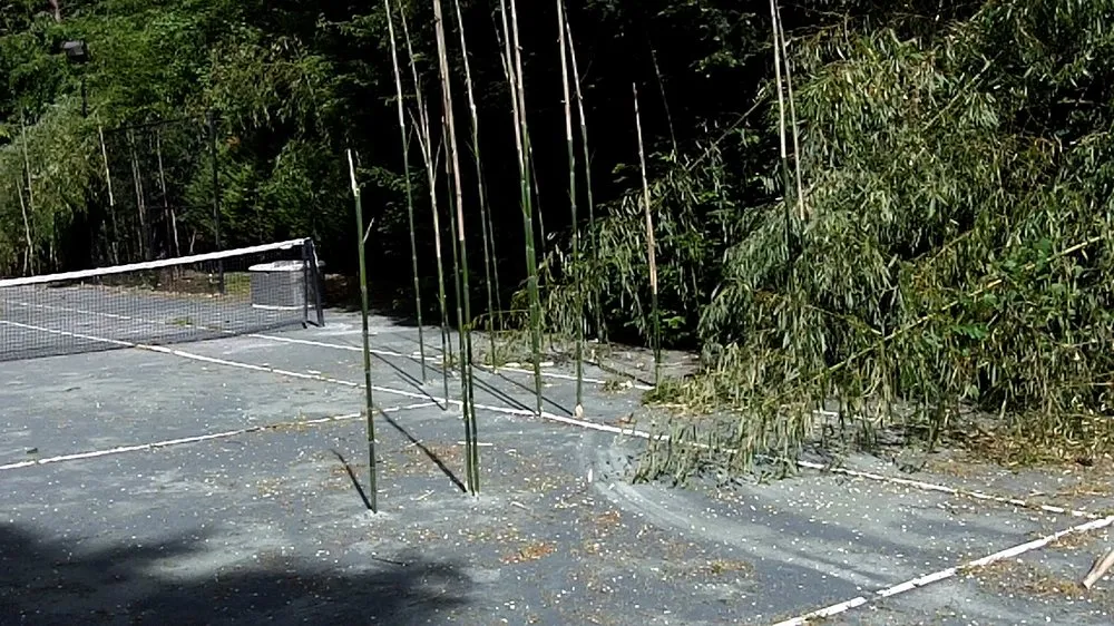 Top-rated lawn mowing service for outdoor upgrades in Greenlawn, NY by Bamboo Removal