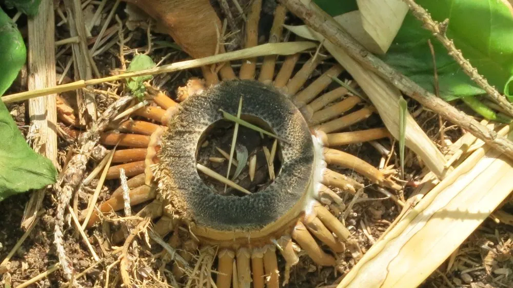 Expert landscaping services in Greenlawn, NY - Bamboo Removal