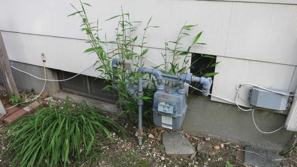 Custom outdoor landscaping experts serving Greenlawn, NY - Bamboo Removal