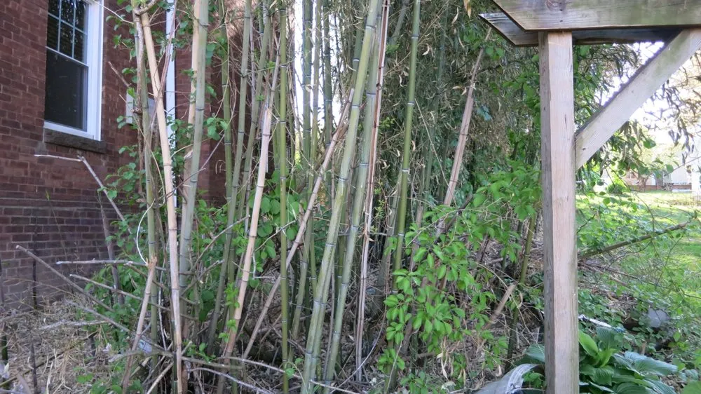 Expert outdoor landscaping in Greenlawn, NY by Bamboo Removal